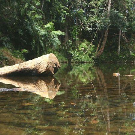 Daintree Rainforest Bungalows Villa Cow Bay Dış mekan fotoğraf